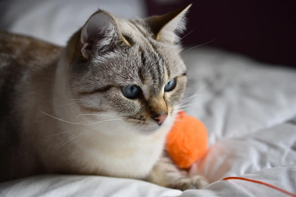 Best Cat Toys 2026: Keep Your Feline Entertained and Active