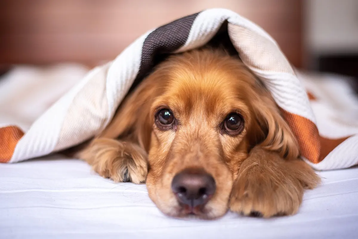 Best Dog Beds 2026: Comfort for Your Best Friend
