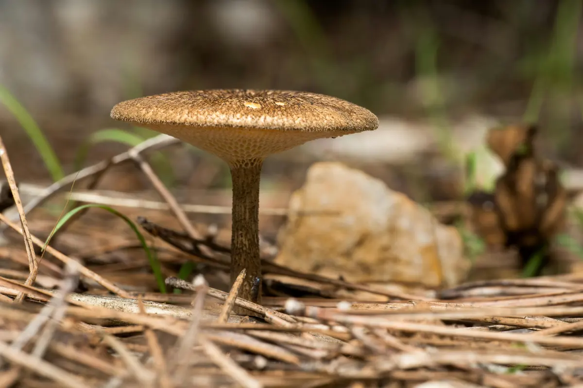 Best Mushroom Coffee 2026: The Healthier Caffeine Fix