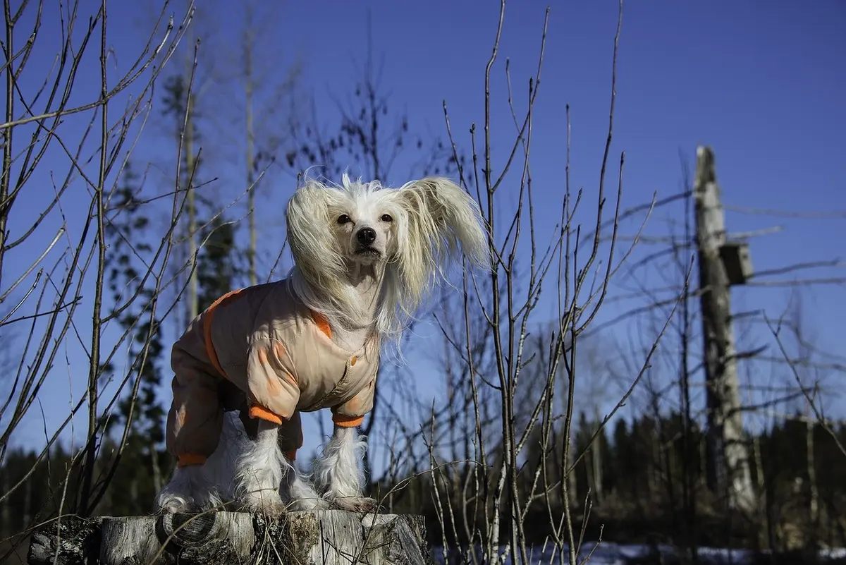 Best Pet Clothes 2026: Adorable Outfits for Your Fur Babies