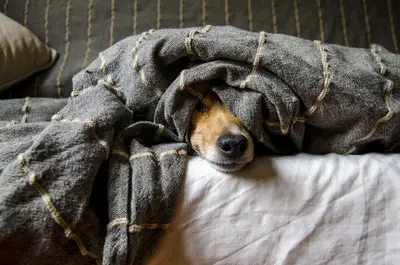 Best Pet Costumes 2026: Halloween & Holiday Outfits for Dogs and Cats